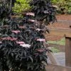 Pandy's Garden Center Elderberry Black Tower - N4 OS !