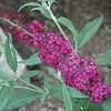 Pandy's Garden Center Nursery Butterfly Bush - Blaze Pink