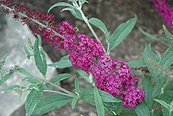 Pandy's Garden Center Nursery Butterfly Bush - Blaze Pink