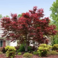 Pandy's Garden Center Japanese Maple - Bloodgood Red Nursery