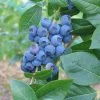 Pandy's Garden Center Blueberry Northland Mid Season Nursery