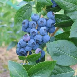 Pandy's Garden Center Blueberry Northland Mid Season Nursery