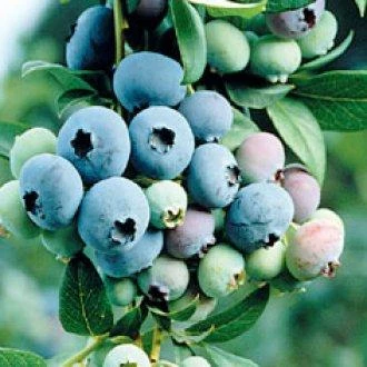 Pandy's Garden Center Nursery Blueberry Blue Crop Early 3 Pandy's Garden Center Nursery Blueberry Blue Crop Early
