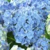 Pandy's Garden Center Nursery Hydrangea Blue Heaven