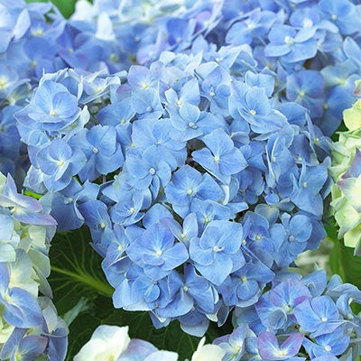 Pandy's Garden Center Nursery Hydrangea Blue Heaven 3 Pandy's Garden Center Nursery Hydrangea Blue Heaven