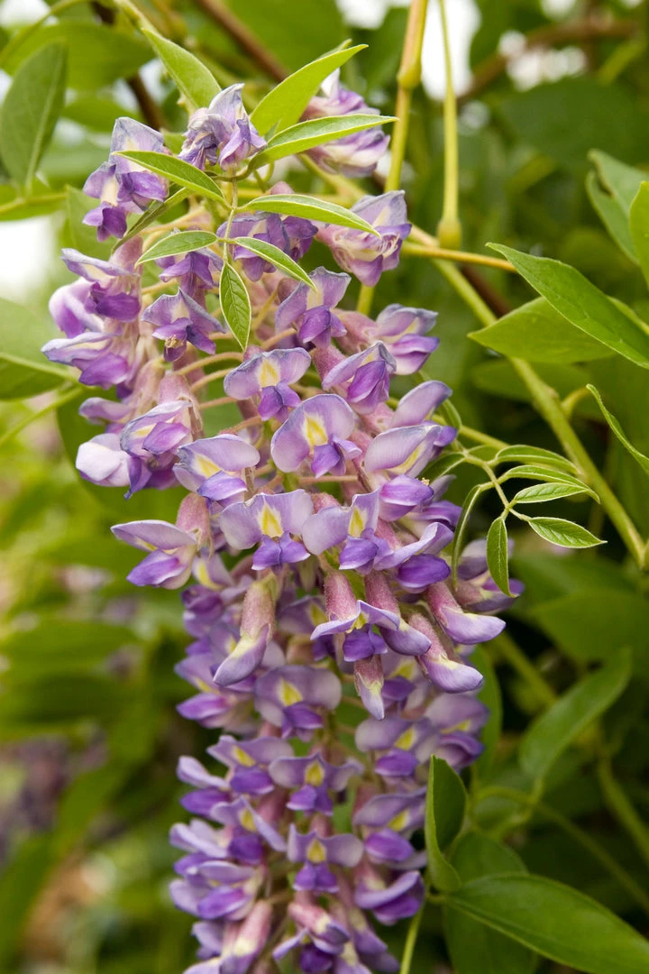 Pandy's Garden Center Wisteria Blue Moon 3 Pandy's Garden Center Wisteria Blue Moon
