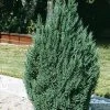 Pandy's Garden Center Juniper Blue Point Columnar Nursery