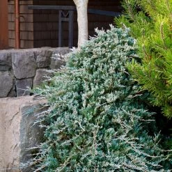 Pandy's Garden Center Nursery Juniper - Blue Rug