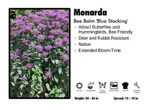 Pandy's Garden Center Monarda ‘Blue Stocking’ Bee Balm 3 Pandy's Garden Center Monarda ‘Blue Stocking’ Bee Balm