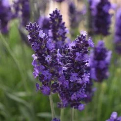 Pandy's Garden Center Perennials Lavendula Angustifolia 'Blue Spear' Lavender