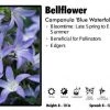 Pandy's Garden Center Perennials Campanula 'Blue Waterfall' Bellflower 2 Pandy's Garden Center Perennials Campanula 'Blue Waterfall' Bellflower