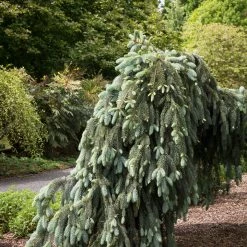Pandy's Garden Center Nursery Spruce - Weeping The Blues