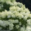 Pandy's Garden Center Hydrangea - Dwarf Bobo Nursery
