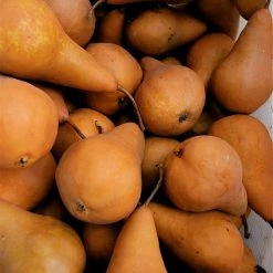 Pandy's Garden Center Pear BOSC - FT !