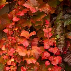 Pandy's Garden Center Boston Ivy