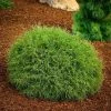 Pandy's Garden Center Arborvitae - Linesville Dwarf Nursery