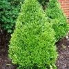 Pandy's Garden Center Boxwood - Green Mountain Nursery