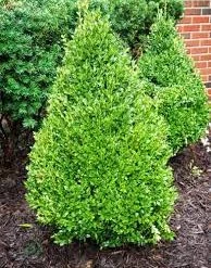 Pandy's Garden Center Boxwood - Green Mountain Nursery