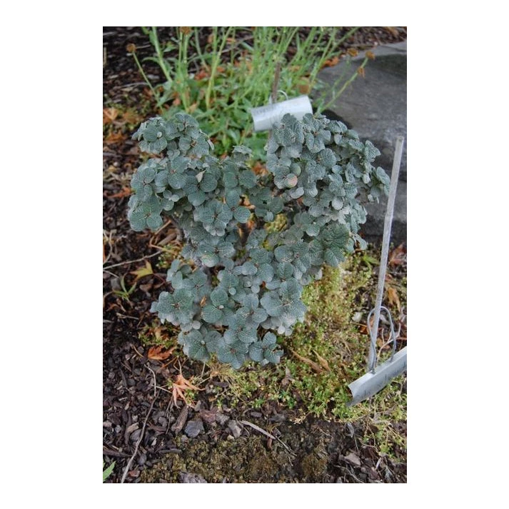 Pandy's Garden Center Willow Boyd’s Dwarf - F1 ! Nursery 3 Pandy's Garden Center Willow Boyd’s Dwarf - F1 ! Nursery