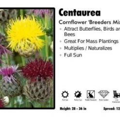 Pandy's Garden Center Centaurea 'Breeders Mixed' Cornflower Perennials