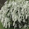 Pandy Spirea Bridal Wreath - #3
