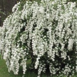 Pandy Spirea Bridal Wreath - #3