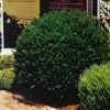 Pandy's Garden Center Nursery Yew Brownii 1 Pandy's Garden Center Nursery Yew Brownii