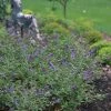 Pandy's Garden Center Butterfly Bush - Lo & Behold Blue Chip Nursery