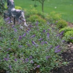 Pandy's Garden Center Butterfly Bush - Lo & Behold Blue Chip Nursery