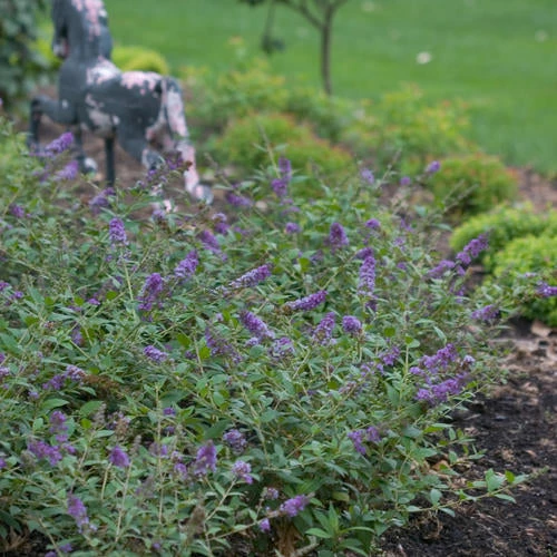 Pandy's Garden Center Butterfly Bush - Lo & Behold Blue Chip Nursery 3 Pandy's Garden Center Butterfly Bush - Lo & Behold Blue Chip Nursery
