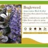 Pandy's Garden Center Ajuga Reptans ‘Black Scallop’ Bugle Weed Perennials