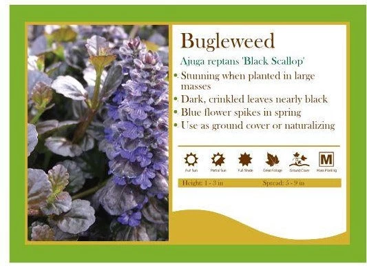 Pandy's Garden Center Ajuga Reptans ‘Black Scallop’ Bugle Weed Perennials 3 Pandy's Garden Center Ajuga Reptans ‘Black Scallop’ Bugle Weed Perennials