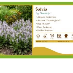 Pandy's Garden Center Perennials Salvia 'Bumblesky' Sage