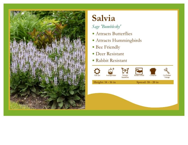 Pandy's Garden Center Perennials Salvia 'Bumblesky' Sage 3 Pandy's Garden Center Perennials Salvia 'Bumblesky' Sage