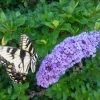 Pandy's Garden Center Nursery Butterfly Bush - Buzz Lavender