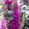 Pandy's Garden Center Nursery Butterfly Bush-Buzz Raspberry