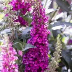 Pandy's Garden Center Nursery Butterfly Bush-Buzz Raspberry