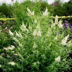 Pandy's Garden Center Butterfly Bush- Buzz Ivory