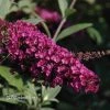 Pandy's Garden Center Butterfly Bush - Buzz Velvet