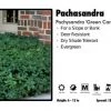 Pandy's Garden Center Perennials 3 For 21 Pachasandra 'Green Carpet' Pachysandra