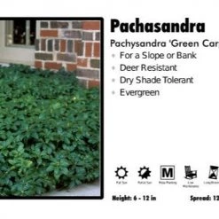 Pandy's Garden Center Perennials 3 For 21 Pachasandra 'Green Carpet' Pachysandra
