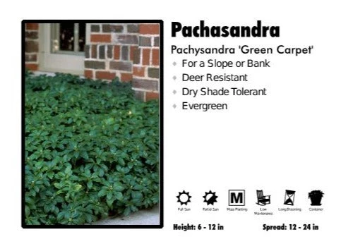 Pandy's Garden Center Perennials 3 For 21 Pachasandra 'Green Carpet' Pachysandra 3 Pandy's Garden Center Perennials 3 For 21 Pachasandra 'Green Carpet' Pachysandra