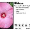 Pandy's Garden Center Hibiscus 'Pink Elephant' Rose Mallow 1 Pandy's Garden Center Hibiscus 'Pink Elephant' Rose Mallow