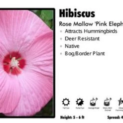 Pandy's Garden Center Hibiscus 'Pink Elephant' Rose Mallow