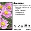 Pandy's Garden Center Perennials Anemone 'Pocahontas Dbl Pink'