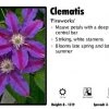 Pandy's Garden Center Clematis 'Fireworks' 2 Pandy's Garden Center Clematis 'Fireworks'