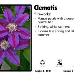 Pandy's Garden Center Clematis 'Fireworks'