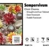 Pandy's Garden Center Sempervivum 'Chick Charms' Perennials