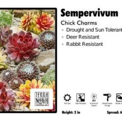 Pandy's Garden Center Sempervivum 'Chick Charms' Perennials