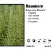 Pandy's Garden Center Rosemary 'Upright' Rosemary Perennials